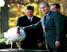 Broad-breasted White turkey and George W. Bush